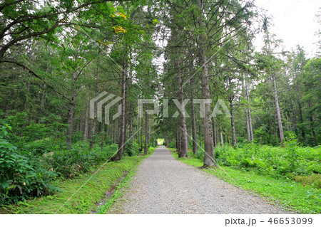 笹ヶ峰高原 ドイツトウヒの森 笹ヶ峰高原 ドイツトウヒの森 46653099