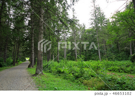 笹ヶ峰高原　ドイツトウヒの森 46653102