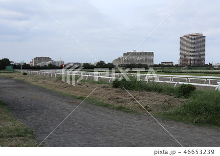 多摩川 川崎競馬場の練習馬場 多摩川 川崎競馬場の練習馬場 46653239