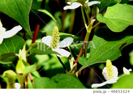 三鷹中原に咲くドクダミの花 三鷹中原に咲くドクダミの花 46653324