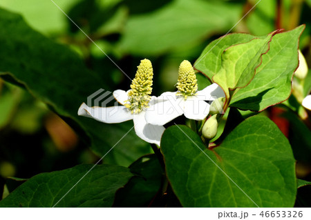三鷹中原に咲くドクダミの花 三鷹中原に咲くドクダミの花 46653326