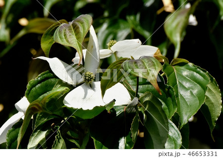三鷹中原に咲く白いヤマボウシの花 三鷹中原に咲く白いヤマボウシの花 46653331