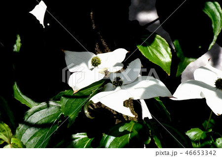 三鷹中原に咲く白いヤマボウシの花 三鷹中原に咲く白いヤマボウシの花 46653342