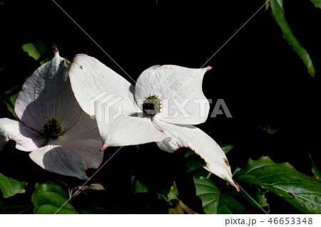 三鷹中原に咲く白いヤマボウシの花 46653348