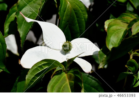 三鷹中原に咲く白いヤマボウシの花 三鷹中原に咲く白いヤマボウシの花 46653393