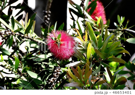 三鷹中原に咲く赤いブラシノキの花 46653401