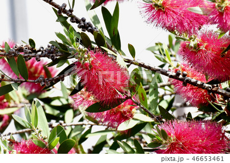 三鷹中原に咲く赤いブラシノキの花 三鷹中原に咲く赤いブラシノキの花 46653461