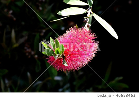 三鷹中原に咲く赤いブラシノキの花 46653463