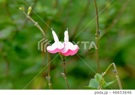 三鷹中原に咲くサルビアミクロフィラ 46653646