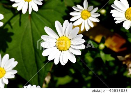 三鷹中原に咲く白いマーガレット 46653883