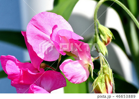 三鷹中原に咲くピンクのスイートピー 46653889