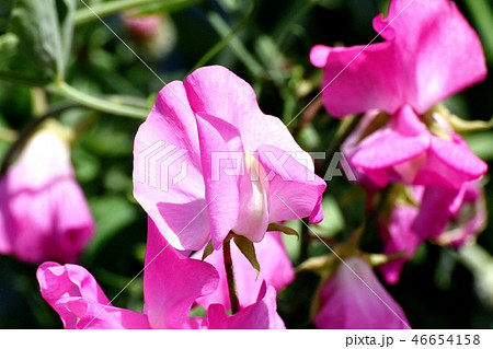 三鷹中原に咲くピンクのスイートピー 46654158