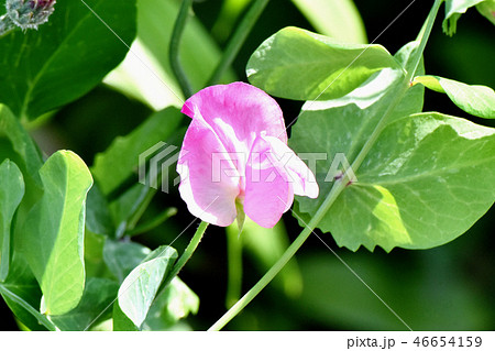 三鷹中原に咲くピンクのスイートピー 46654159