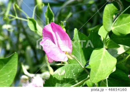 三鷹中原に咲くピンクのスイートピー 46654160