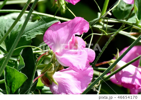 三鷹中原に咲くピンクのスイートピー 46654170