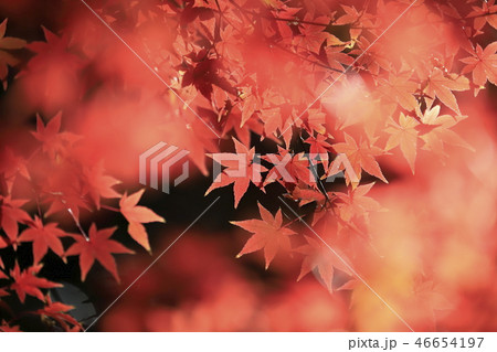 色鮮やかなモミジ　透過光 46654197