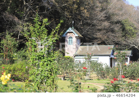 大町自然観察園 バラ園 千葉県市川市大町 大町自然観察園 バラ園 千葉県市川市大町 46654204