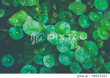 Asiatic leaves background. 46654262