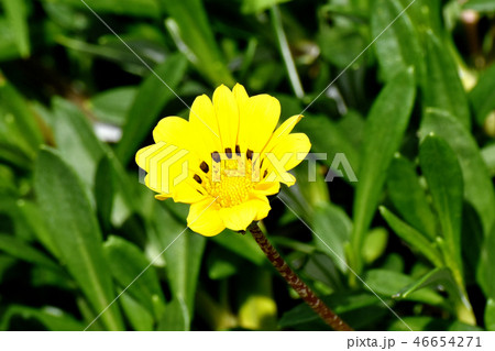 三鷹中原に咲く黄色いガザニア 三鷹中原に咲く黄色いガザニア 46654271