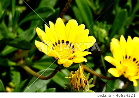 三鷹中原に咲く黄色いガザニア 46654321