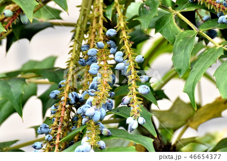 三鷹中原になるヒイラギナンテンの実 三鷹中原になるヒイラギナンテンの実 46654377