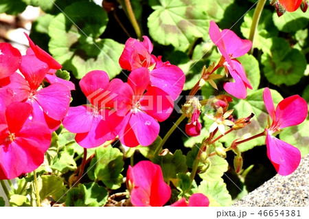 三鷹中原に咲く赤いゼラニウム 46654381