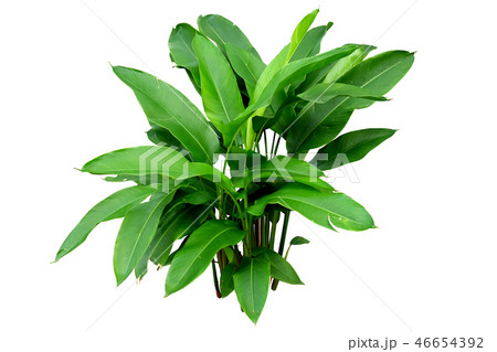 Heliconia  46654392