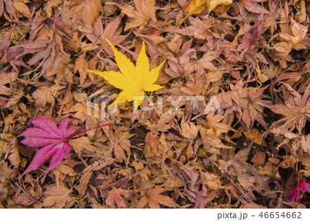 枯れ葉の中のふたつの紅葉 枯れ葉の中のふたつの紅葉 46654662