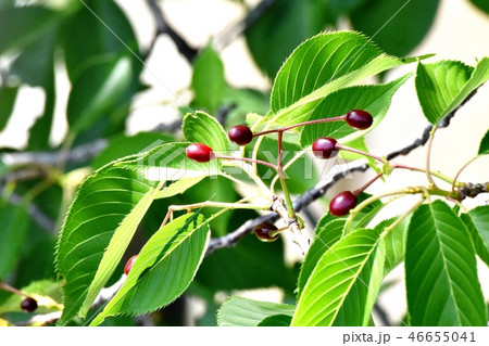 三鷹仙川公園になるソメイヨシノのサクランボ 46655041