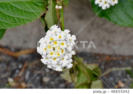 三鷹中原に咲く白色ランタナ 46655042