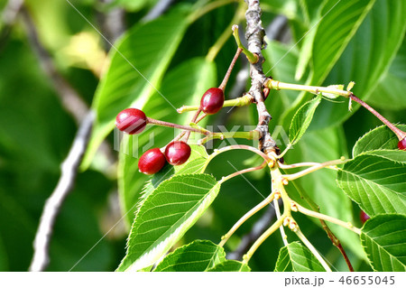 三鷹仙川公園になるソメイヨシノのサクランボ 46655045