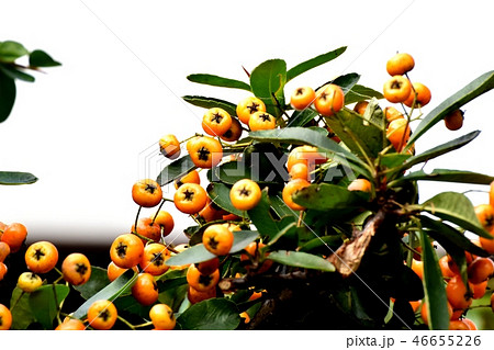 三鷹中原になるピラカンサ（タチバナモドキ） 46655226