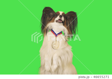 Beautiful dog Papillon with medal for first place on the neck on green background 46655271
