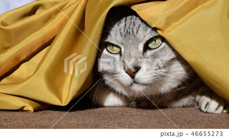 おきゃんな猫、お気に入り、ちょっと和風、ねむねむ 46655273