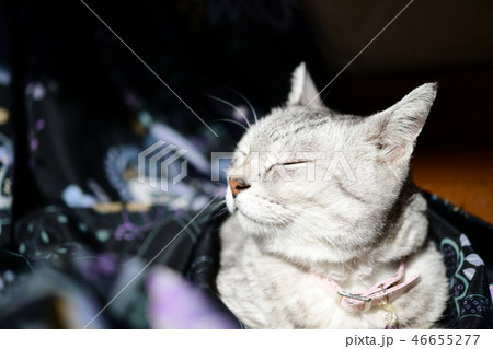 おきゃんな猫、お気に入り、ちょっと和風、ねむねむ 46655277