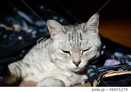 おきゃんな猫、お気に入り、ちょっと和風、ねむねむ 46655279