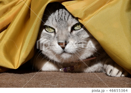 おきゃんな猫、お気に入り、ちょっと和風、ねむねむ 46655364