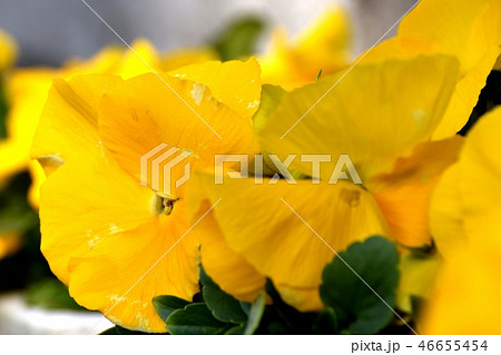 三鷹中原に咲く黄色いパンジー 46655454