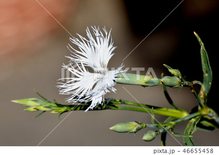 三鷹中原に咲く白いナデシコ 三鷹中原に咲く白いナデシコ 46655458