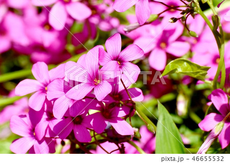 三鷹中原に咲くイモカタバミ 46655532