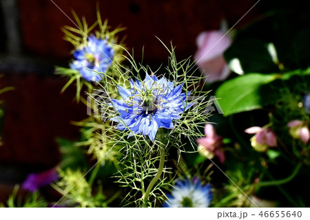 三鷹中原に咲く青いニゲラ 46655640