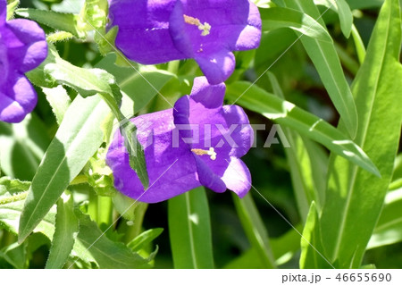 三鷹中原に咲く紫色のカンパニュラ 46655690