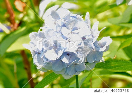三鷹中原に咲くアジサイ 46655728