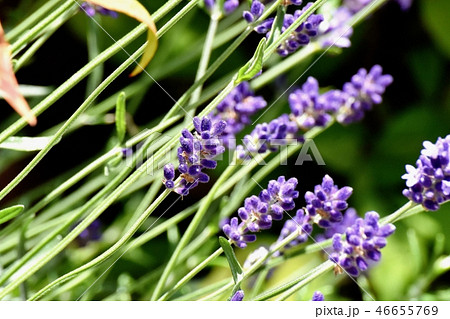 三鷹中原に咲くラベンダー 46655769