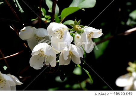 三鷹中原に咲く白い6枚花弁のバイカウツギの花 46655849