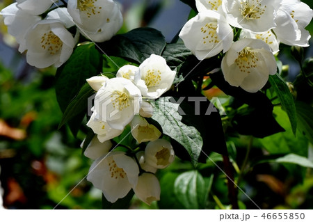 三鷹中原に咲く白い6枚花弁のバイカウツギの花 46655850