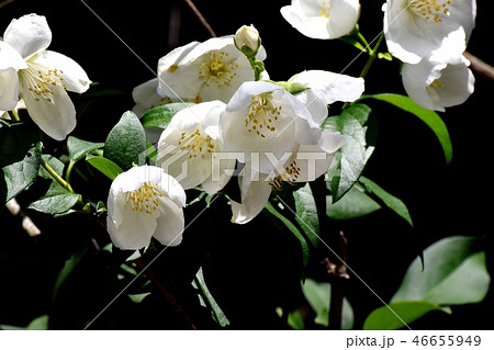 三鷹中原に咲く白い6枚花弁のバイカウツギの花 46655949