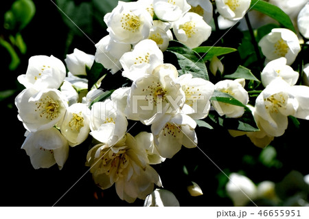 三鷹中原に咲く白い6枚花弁のバイカウツギの花の写真素材