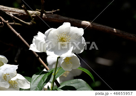 三鷹中原に咲く白い6枚花弁のバイカウツギの花 46655957