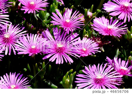 三鷹中原に咲くピックのマツバギク 46656706